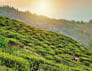 Darjeeling And Kalimpong With Gangtok Tour