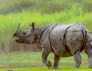 Kaziranga Meghalaya Tour Package