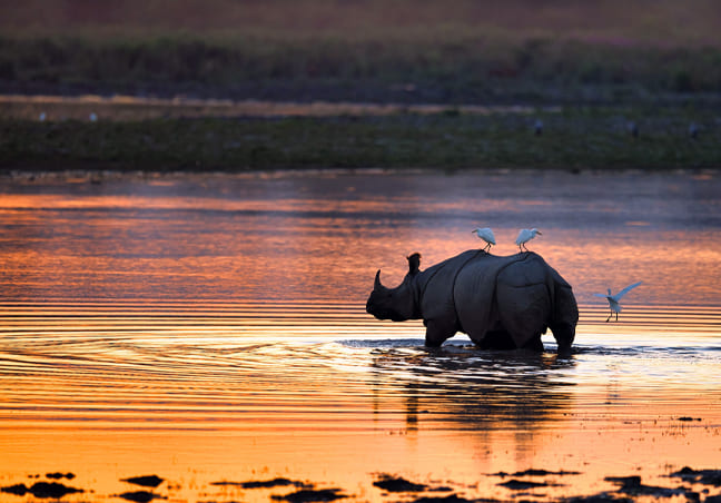 Kaziranga Meghalaya Tour