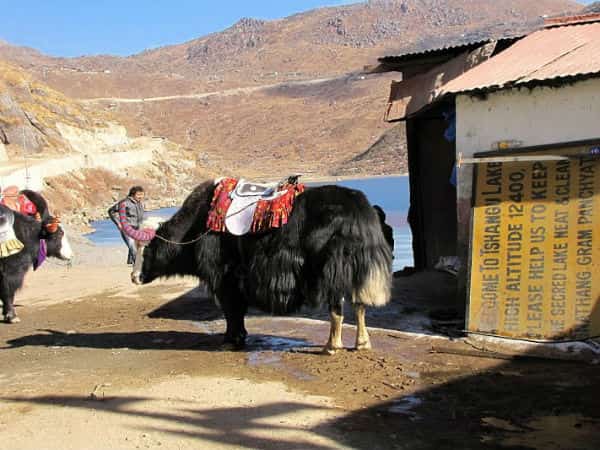 Yak Safari at Tsomgo Lake