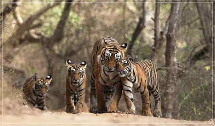 History of Manas National Park