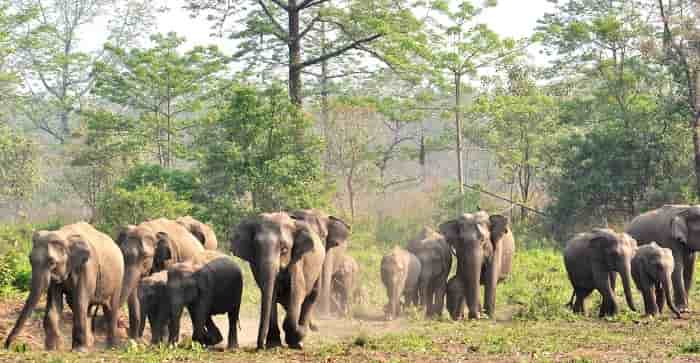 Tourism in Manas National Park