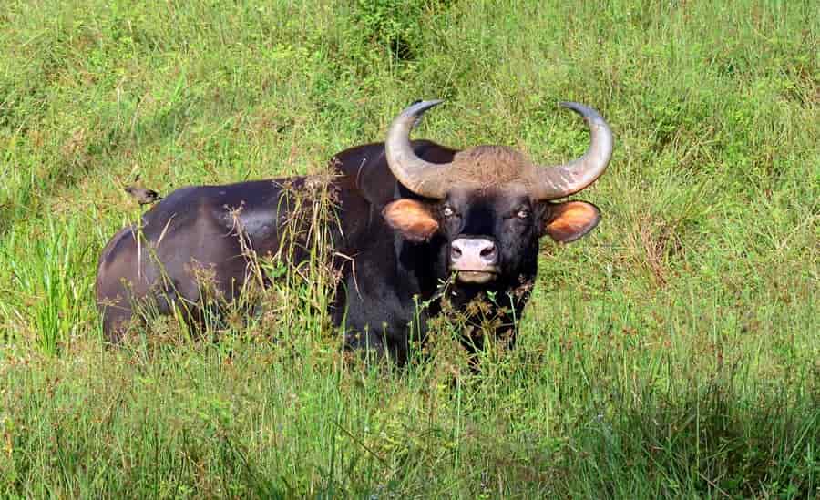 Bornadi Wildlife Sanctuary