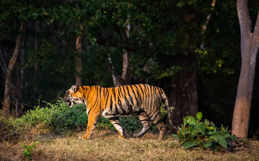 Dampa Tiger Reserve, Mizoram