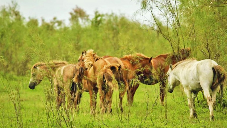 Dibru-Saikhowa National Park, Assam