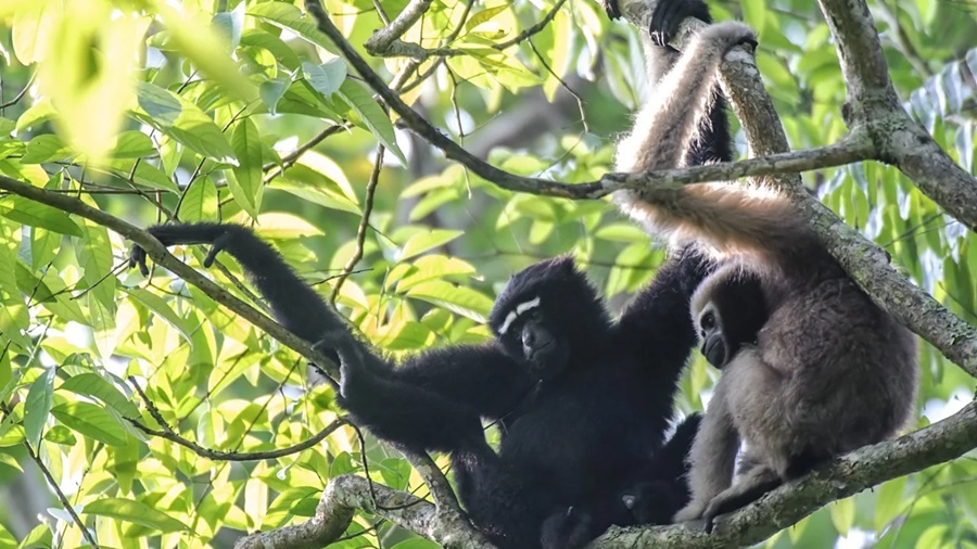 Gibbon Wildlife Sanctuary, Assam