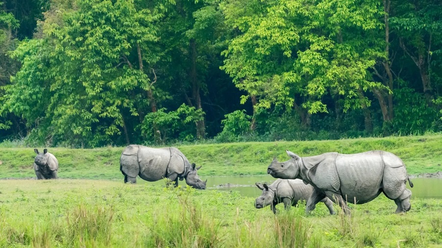 Kaziranga National Park, Assam