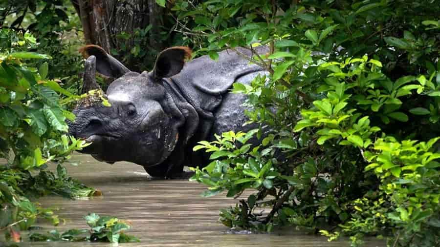 Laokhowa Wildlife Sanctuary