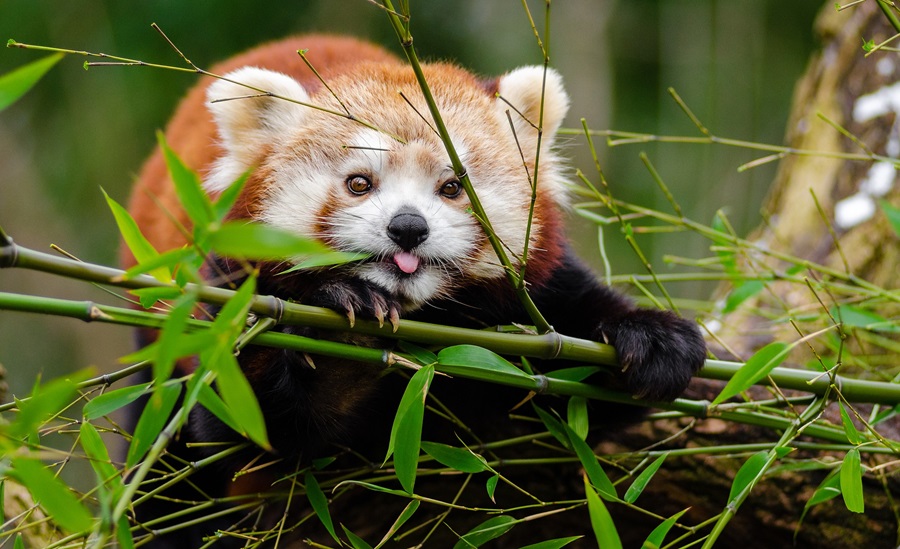 Mouling National Park, Arunachal Pradesh