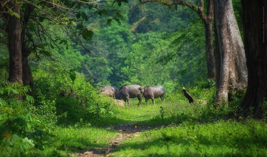 Nameri National Park, Assam