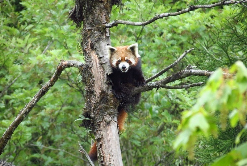 Neora Valley National Park, West Bengal