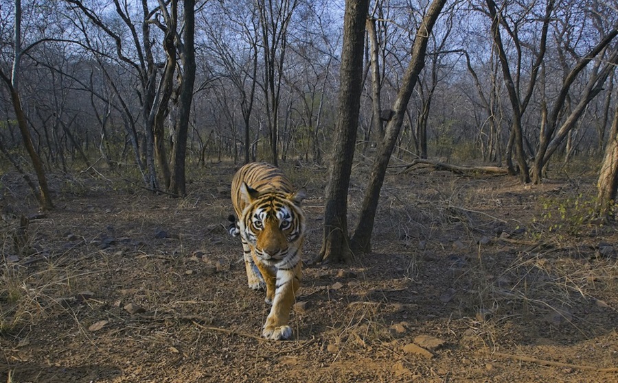 Pakke Tiger Reserve, Arunachal Pradesh