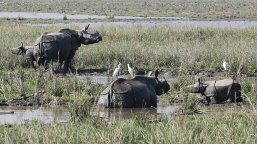 Pobitora Wildlife Sanctuary