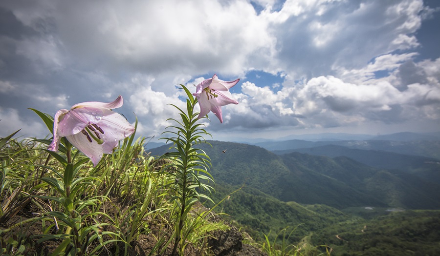 Shirui National Park, Manipur