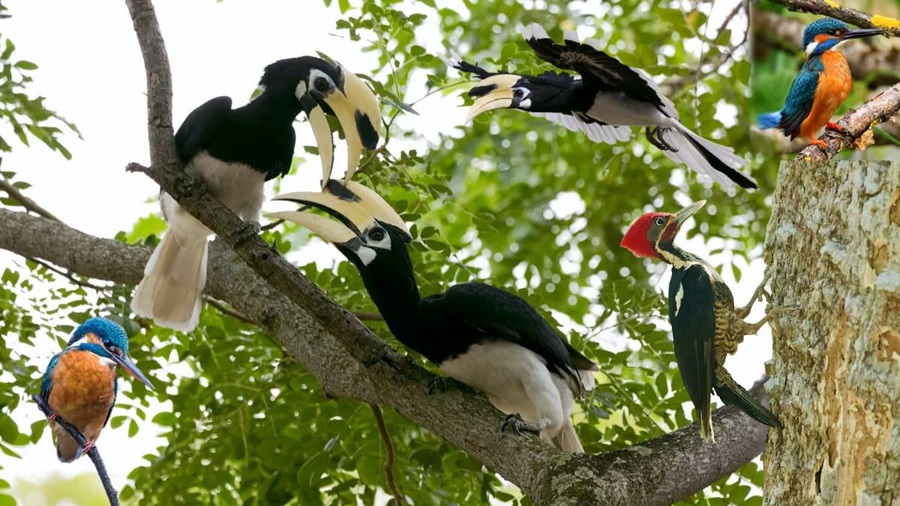 Siju Wildlife Sanctuary, Meghalaya