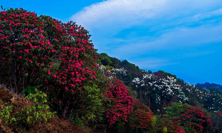 Singalila National Park, West Bengal