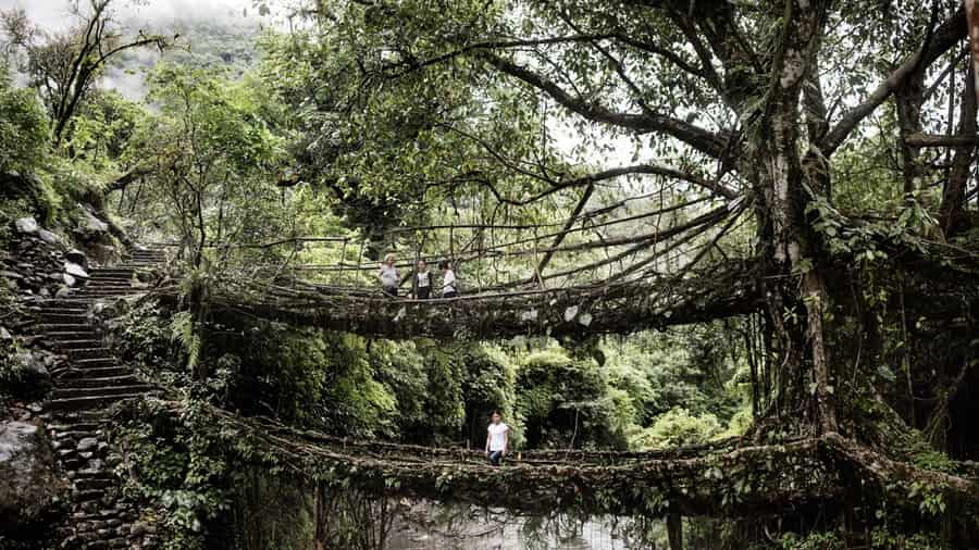 Double-Decker Living Root Bridge