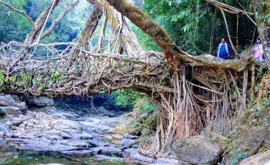 Jingmaham Living Root Bridge
