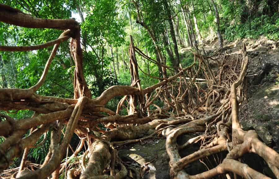 Umkar Living Root Bridge